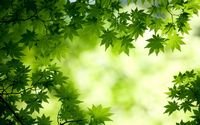 pic for Green Maple Leaves 